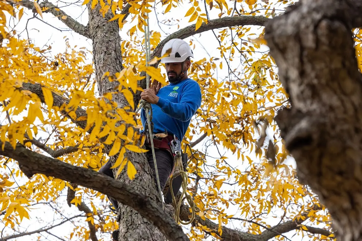 Skilled Tree Trimming crew working in Allenton
